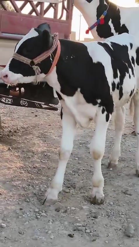 السلام عليكم بكره رغوث ع كل عيب وراها حولي هولشتاين حوليها أجم رقم واحد درجه اولى تلقحت قبل 20 يوم حلال ثگيل خشانه فول علاتها تسع سوف تقريبا حليب ودسامه فول ضالمها التصوير المكان الشرقاط قرية شكرا ***********
