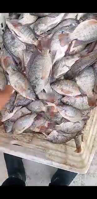بسماية • دجاج ذبح عراقي • سمك شانك