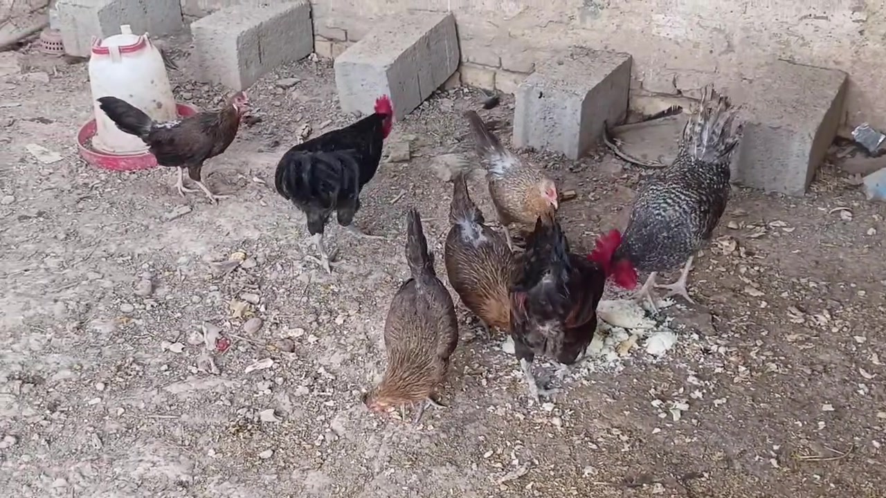 ٦ دجاجات و٤ ديوجه الكل سعر الزوج ٢٥ بدون عمله مكاني حي الموظفين ***********

