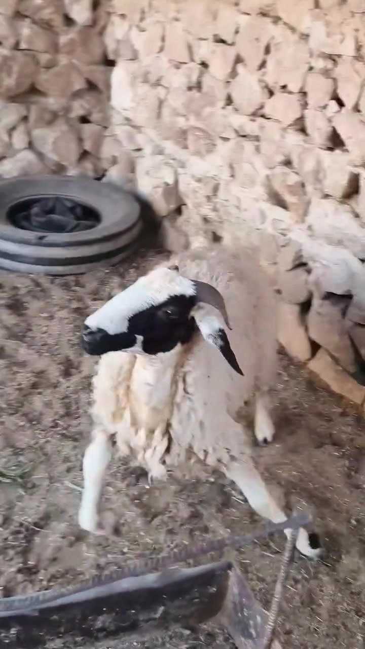 بروانه سنجك • حلايب • توصيل