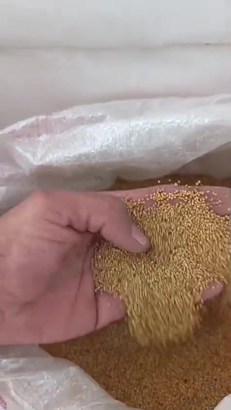 بزر جت • برسيم سوري • كربلاء طويريج