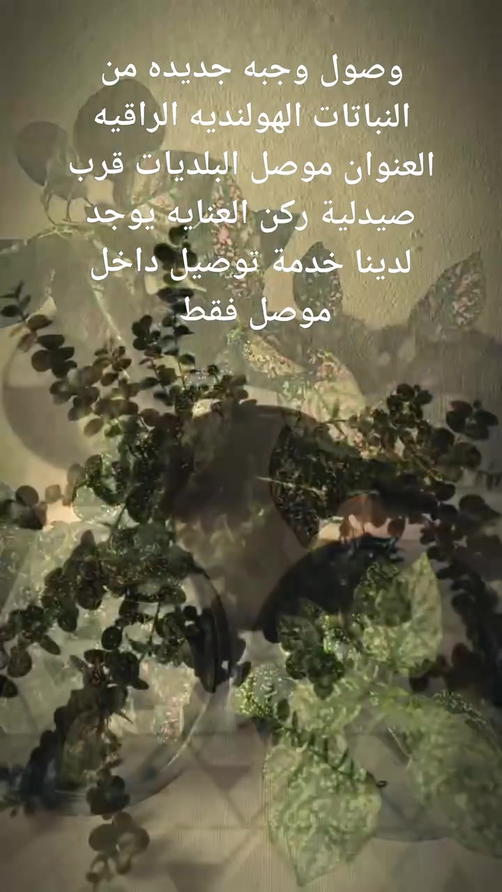 🌱 ضيف الطبيعة والمظهر الأنيق لبيتك! 🌱
​وصل حديثاً: نبات الفيلوديندرون (البلبلاب المتدلي) أصل هولندي 🇳🇱
كثافة عالية، خضار يفتح النفس، ونشاط وصحة تامة للنبات! 💚
​✨ لماذا الفيلوديندرون؟
​يضفي لمسة ديكور راقية وفاخرة للمنازل والمكاتب.
​سهل العناية ويضفي طاقة إيجابية على المكان.
​📍 الموقع: الموصل - البلديات (قرب صيدلية ركن العناية)
🛵 خدمة التوصيل: متوفرة لجميع مناطق الموصل.
​📥 للطلب أو الاستفسار: يرجى مراسلتنا عبر رسائل الصفحة، أو التواصل مباشرة عبر الواتساب:
📱 [***********] 

متابعه ومشاركه للصفحه ليصلكم كل ما هو جديد 

 اليمن فوق الجميع

#فيلوديندرون #لبلاب_متدلي #نباتات_هولندية #نباتات_زينة #نباتات_داخلية #عشاق_النباتات #ديكور_طبيعي
