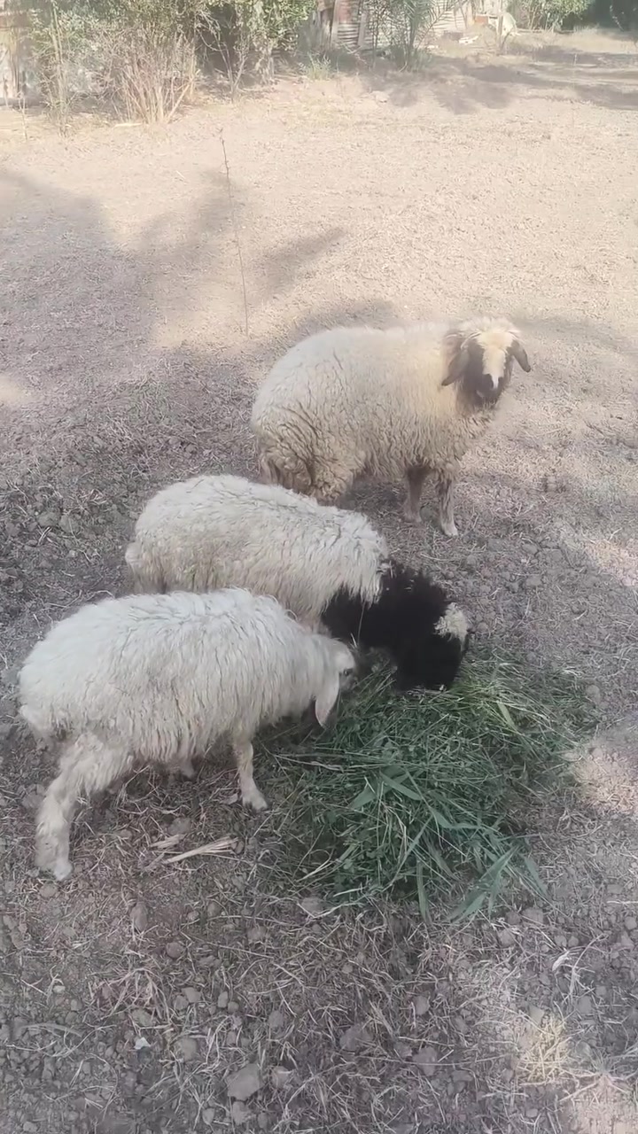 فطايم • للبيع • العبايجي