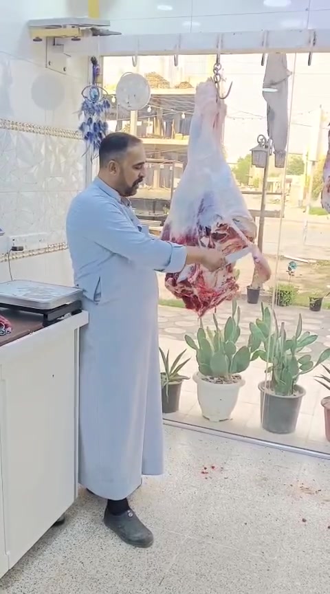 لحم عجل عراقي • المسيب • حي المعلمين