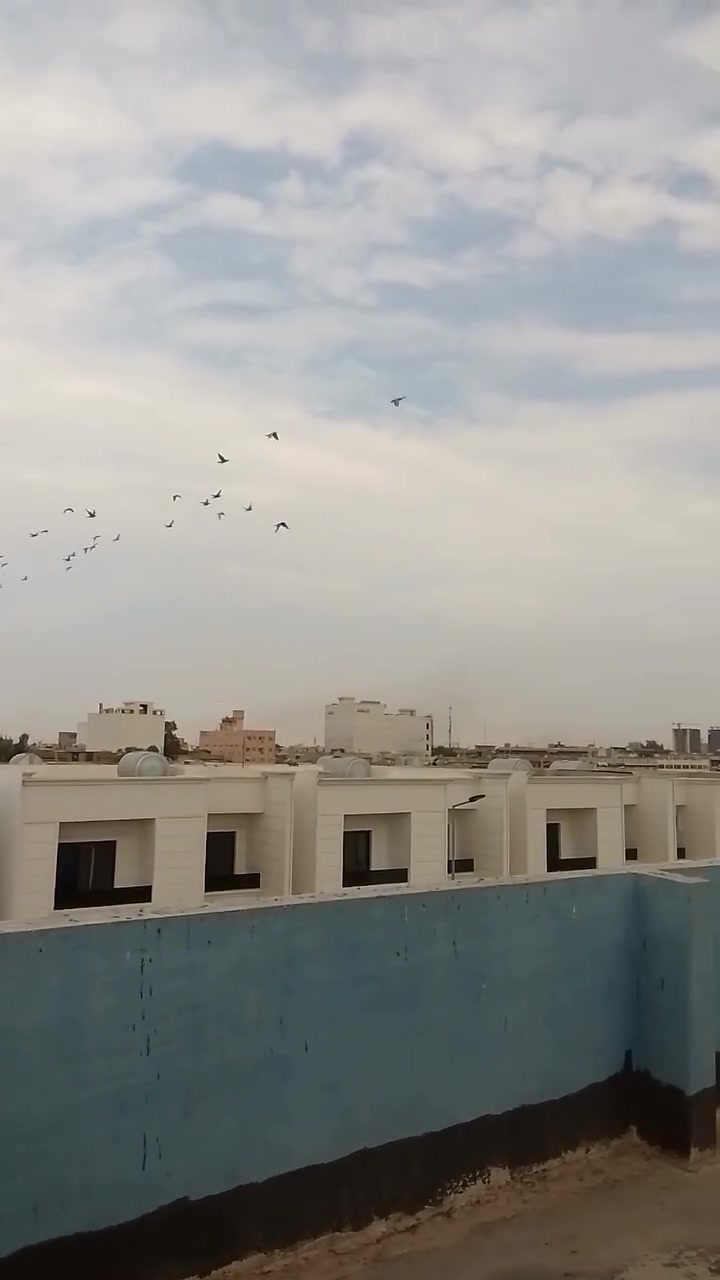 زواجل • بلجيكي إنكليزي إيراني • كركوك راس دوميز