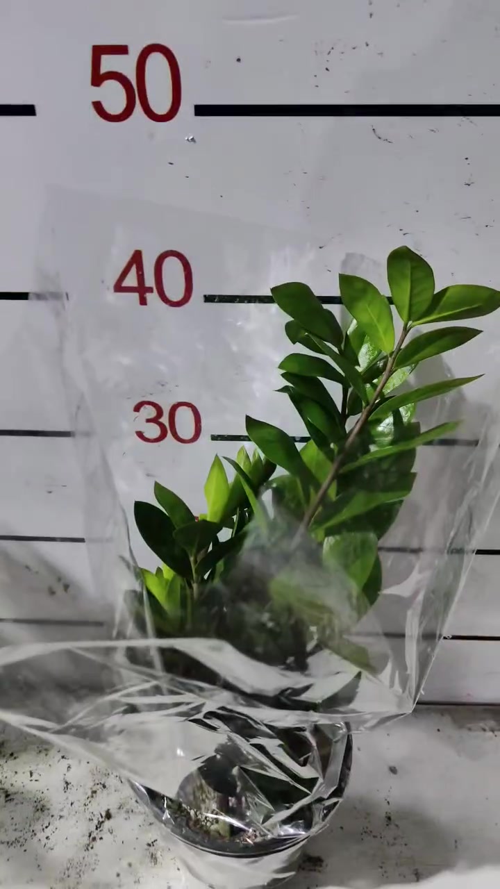 الزامبيا 🌱 ب 5 بس 🔥🔥🔥 
العنوان: حلة حي الصحة شارع كورنيش
للتواصل ضرغام : ‏‪***********‬‏
https://maps.app.goo.gl/MrkK44hPhZ3qJYfC9
