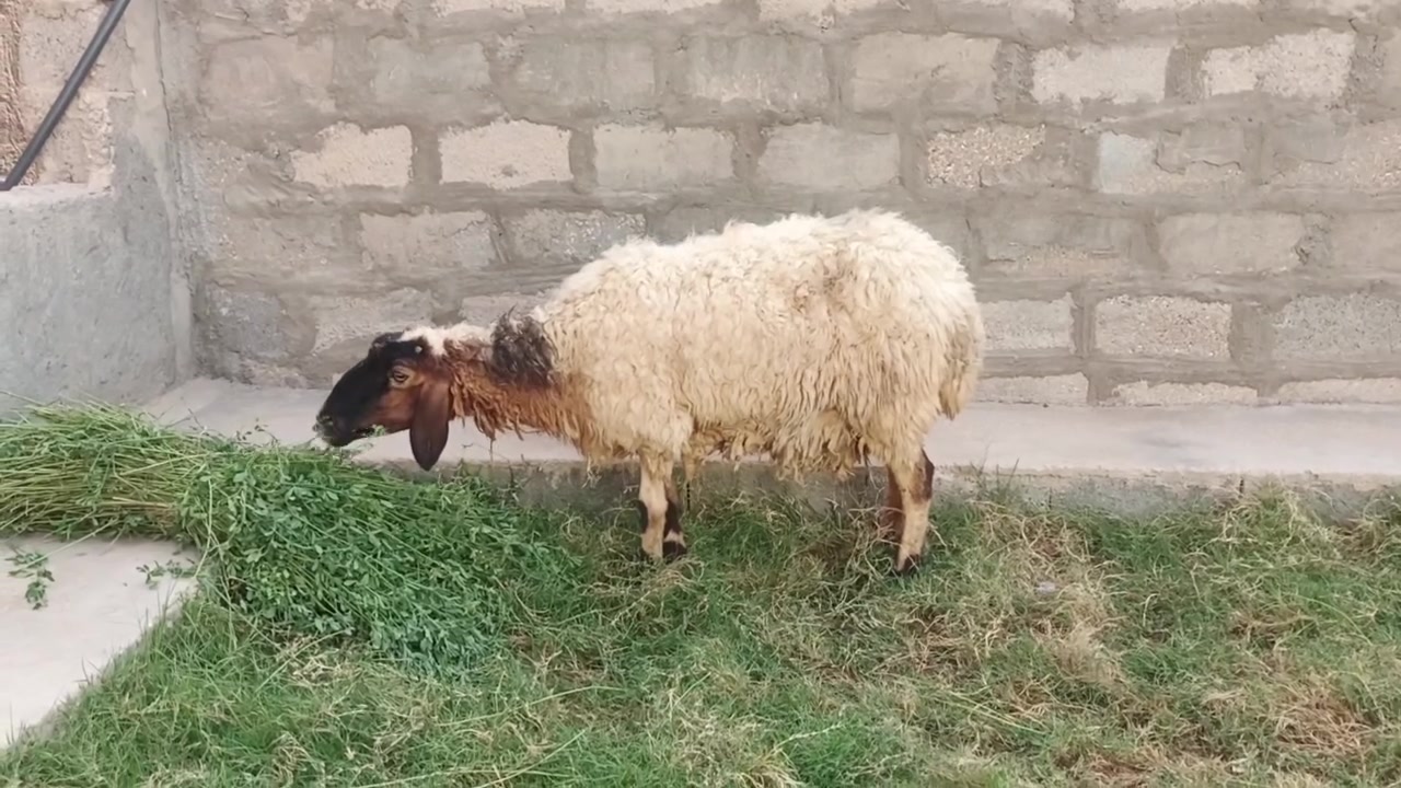 نعجه • فتيه • سمينه