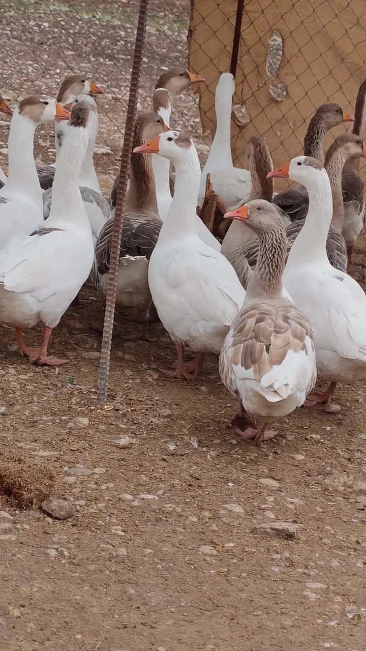 ماشالله • موجود