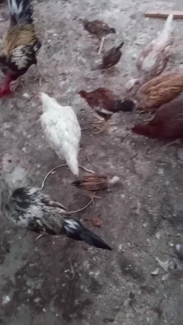 السلام عليكم 
من رخصت صاحب الكروب 
دجاج عرب للبيع 4 دجاجات 
2 ركابي وياهن 3 كتاكيت 
2 عرب  وفروج واحد 
وديوجه عدد 1 
سكني طوريج حي الشهداء  الدجاجه قفل ب 15 بياضات 
***********
