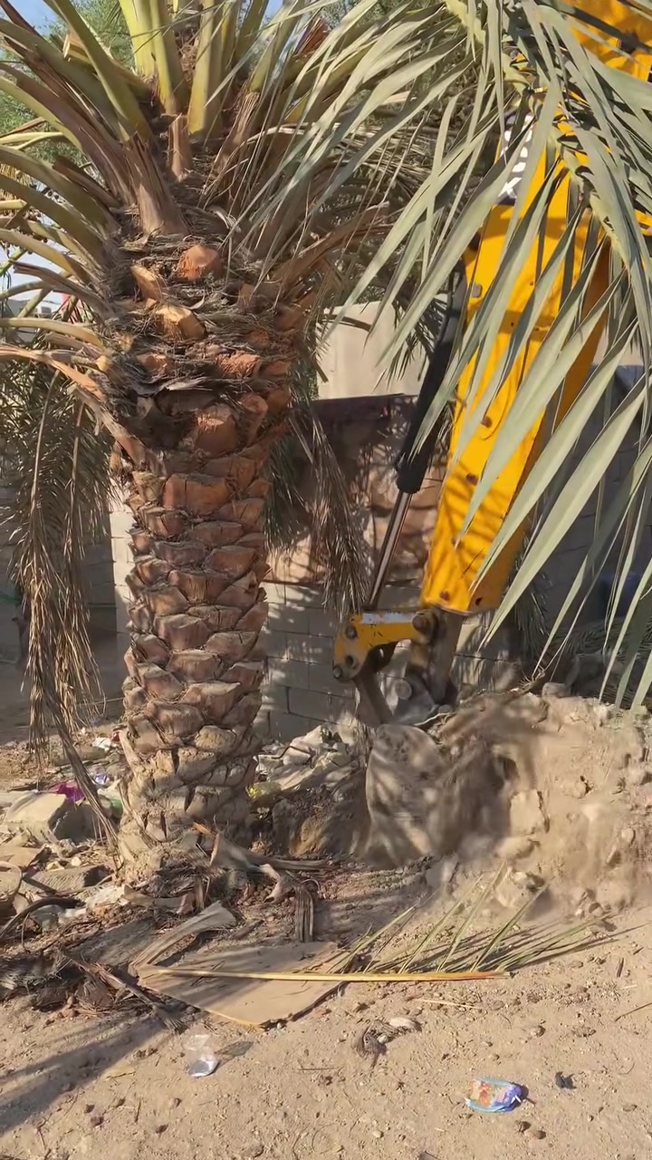 سلام عليكم عشاق ومحبين النخيل مستعدين لبيع وشراء كافة انواع النخيل الموقع بصره ابو الخصيب ***********

