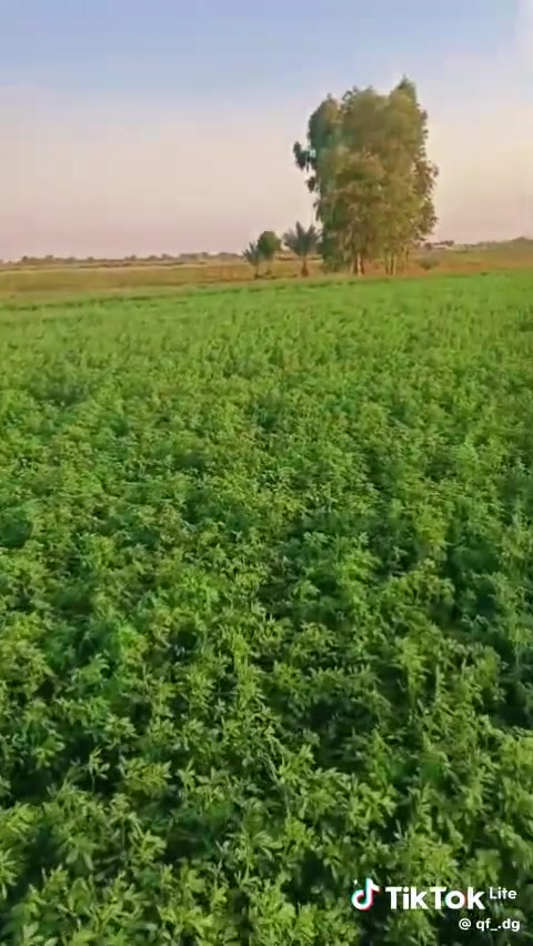 دوانم • العيساويه • مي وكهرباء