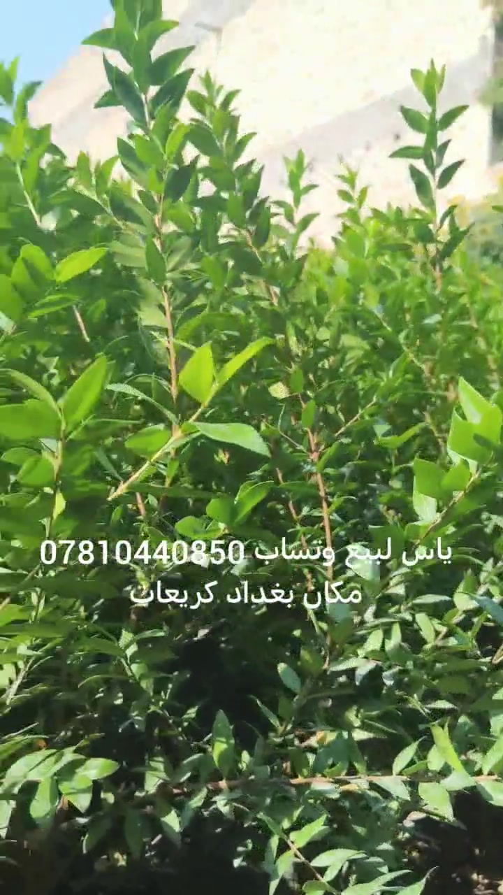 بغداد كريعات • ديكور • وتساب