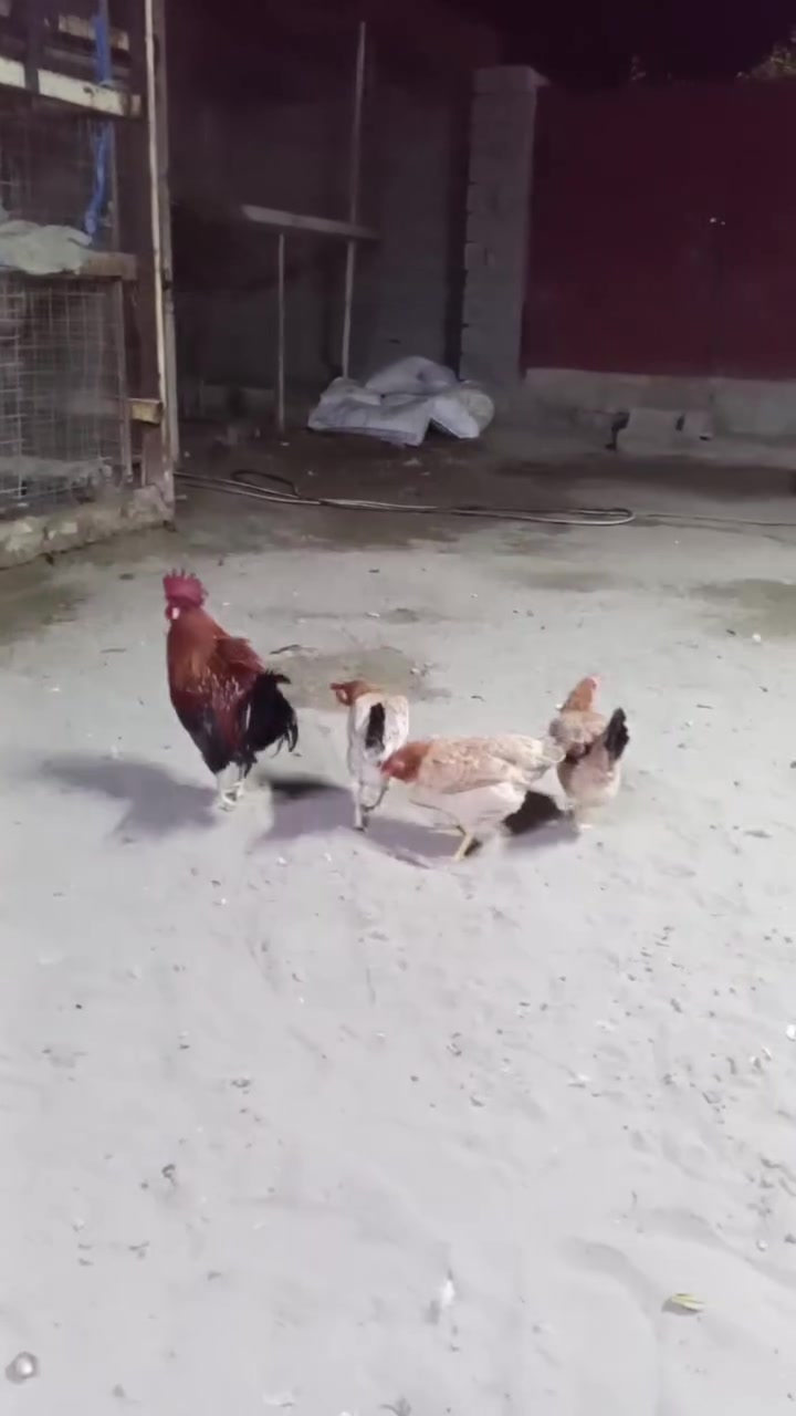 بيض دندراوي • بيض كويتي • خط أول