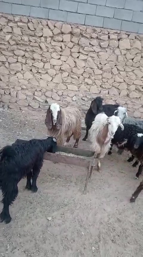 السلام عليكم
6 جدايه للبيع مربوطات ع شعير مفولات لحم 

 

مكانهن حديثه 

***********
