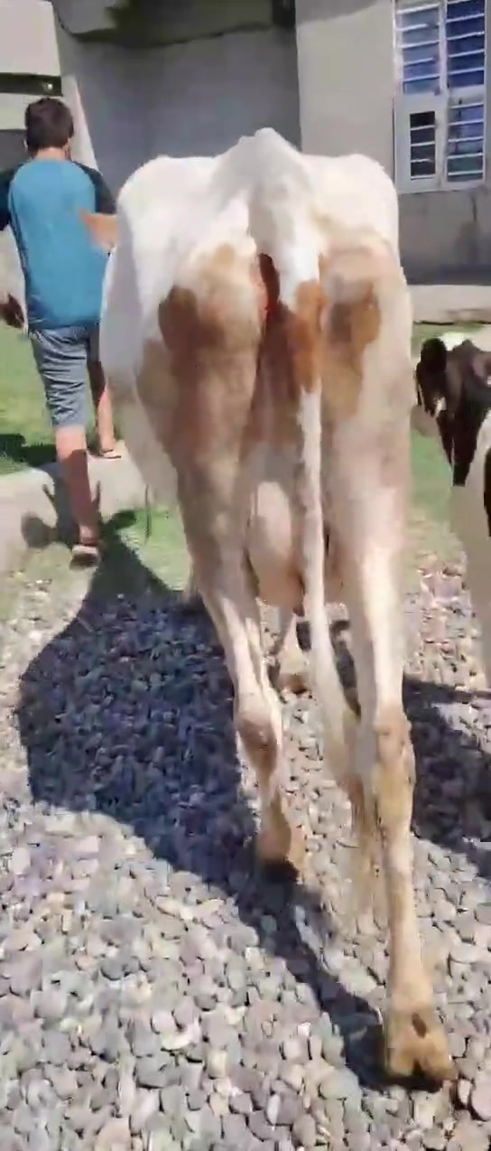 السلام عليكم 
اخوان جنايه يوجد بقره حليب
وراها حوليه سمتال الاصلي 
رقم واحد دابه هولنديه 
شرط حليب وشرط دسامه 
تحلب من 8 كيلوات الئ 10 كيلوات
مكفله كافت شروط جني 
وشرط بدون حيان اذا محينه مرجوعه 🥛
وين اهل نضيف دابه بخت جناي 
وين عشاك فول فول 
***********
شرقاط قريه شكرا 
يوجد توصيل فوري بعض مناطق
