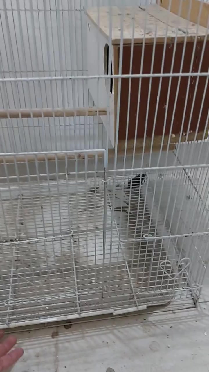 خانه اصليه • بقاله كوكتيل • حي الجزائر