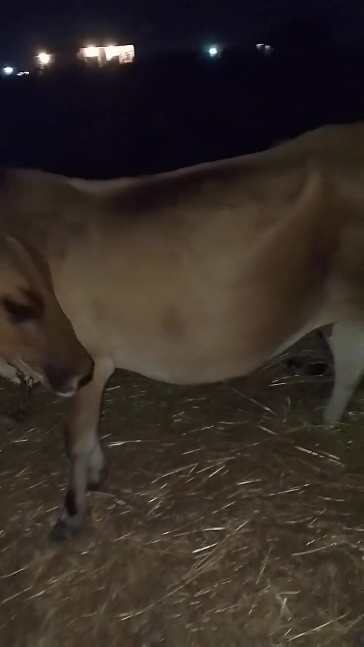 ابكره حافل عل ميلاد ضلله ربعين يوم وتلد ونطيه عله كل عيب بعد الولاد 
السعر مليونين وميه وخمسين 
 المكان الموصل النمرود قرية حويجه الحصان 
***********
*********** واتساب

