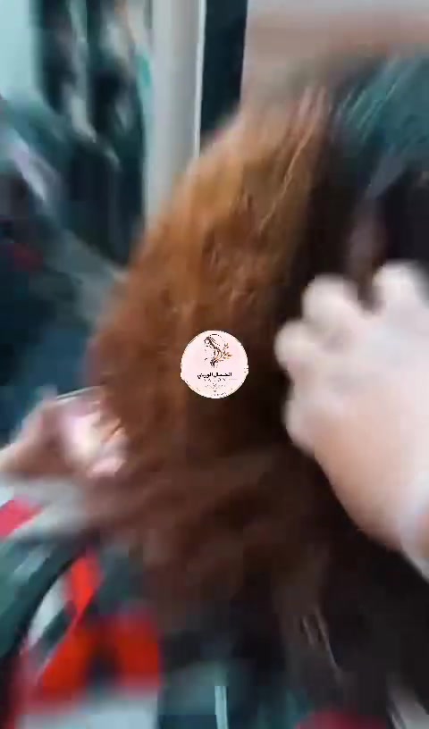 صبغ حسب الطلب • معالج شعر • البياع شارع 16
