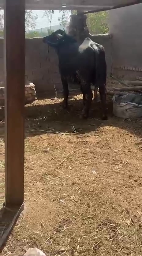 اللهم صل على محمد وال محمد اخوان جاموسه فراتيه امثاله بطن حاطه توها حلوه ونظيفه ومشروطه ومشروطه كافه الشروط للبيع السعر قفل  3,500.    ***********
