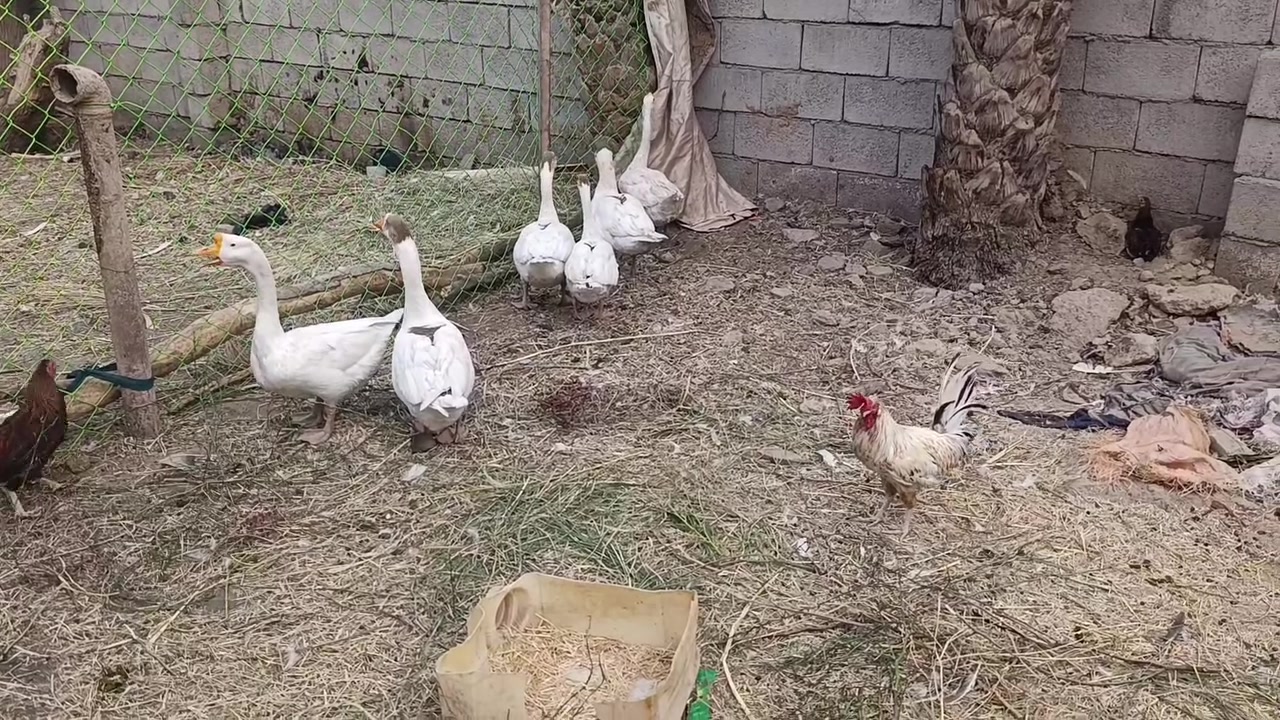 بطوط • ميسان • ذكر٢أنثى٤
