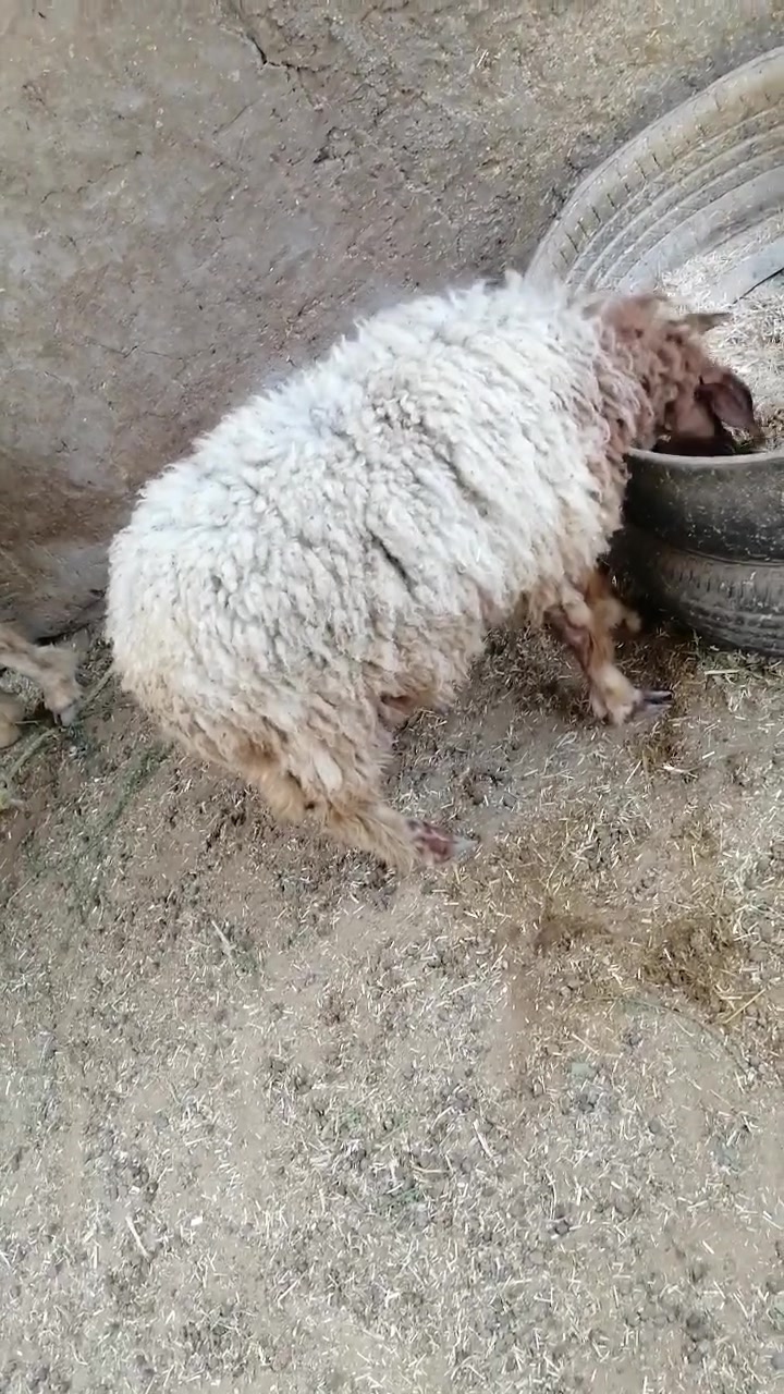 طلي • نذر ذباحه • قضاء الشاميه