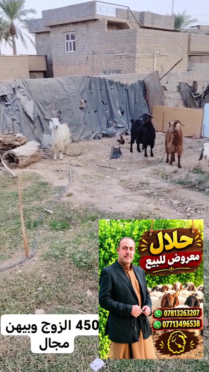 ناصحات ومحنيات وعل كل عيب امهات ثالث الزوج450 وبيهن مجال
