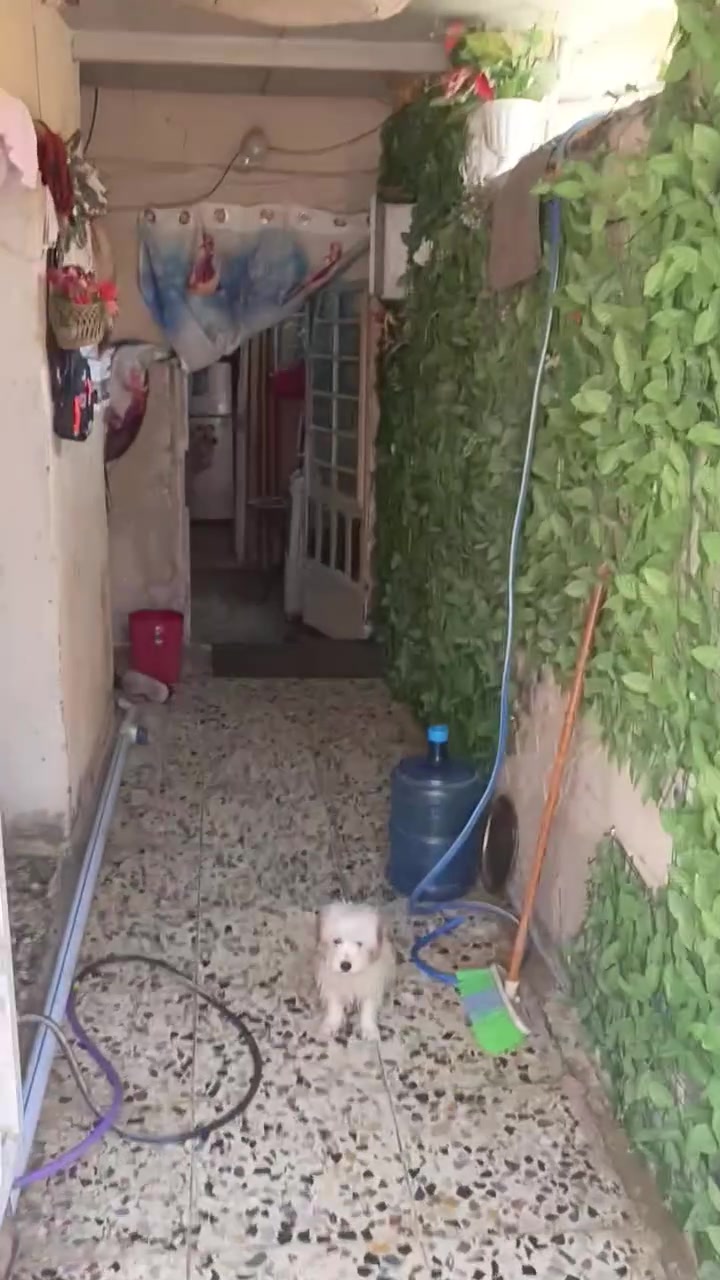 بيت تجاوز للبيع بغداد الامين الثانيه شارع المياح بيت ماناقصه شي اصغير مال عائله اصغيره لو شاب  ماواضح بالفيدو  سعره 9 مليون وبي مجال قليل التواصل مع صاحب الدار ***********
