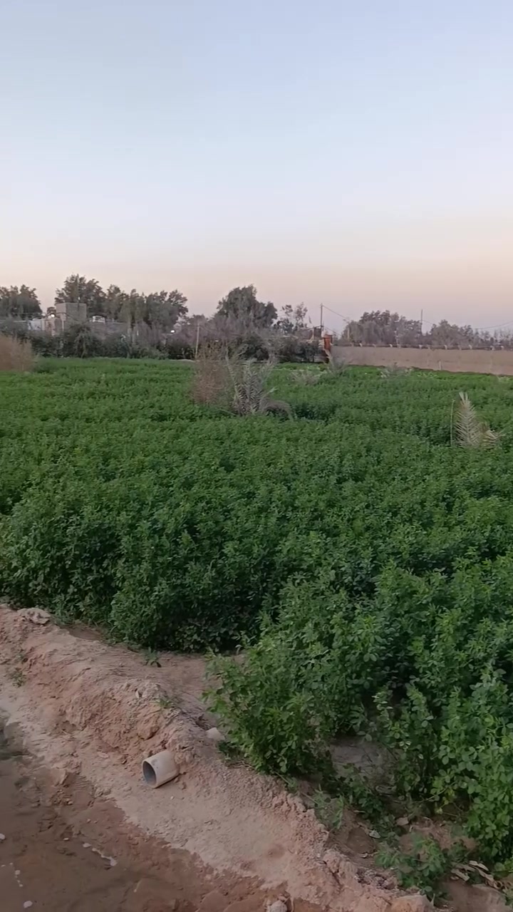 السلام عليكم مزرعه للبيع مساحتها 2 دونم و500 متر المزرعه جاهزه مزروعه تحتوي على حقل للحلال عجوله او غير ذلك من الحلال وايضا كرفان يحتوي على غرفتين خدمات موجوده ماء وكهرباء حجم البير البوري ابو العشره ماطور غطاس ابو العشره حصان  المكان نجف شارع كربلاء عمود 176.  اللي يحب يشتري يدلل السعر مناسب  ***********
