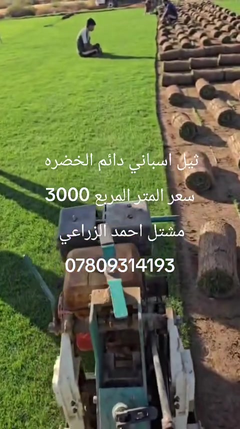 ثيل اسباني درجه اولى دائم الخضره 
سعر المتر المربع 3000 دينار فقط
مشتل احمد الزراعي 
الانبار حديثه بروانه الشارع الرئيسي 
احمد ***********
محمد ***********
