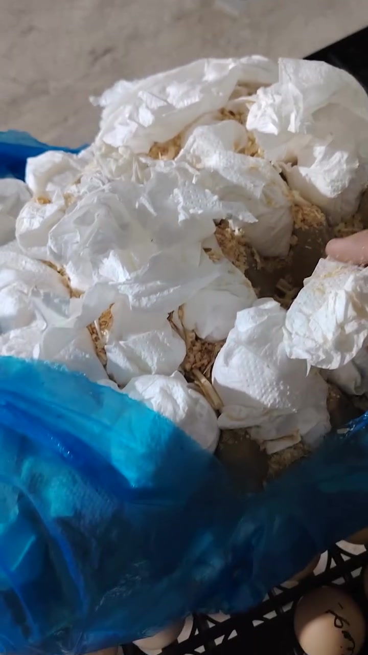 مفقس عبد الرحمن • تفقيس بيض • الموصل كوكجلي