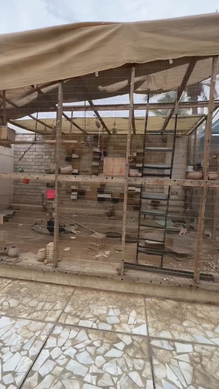 قفص • عمره سنة • بغداد