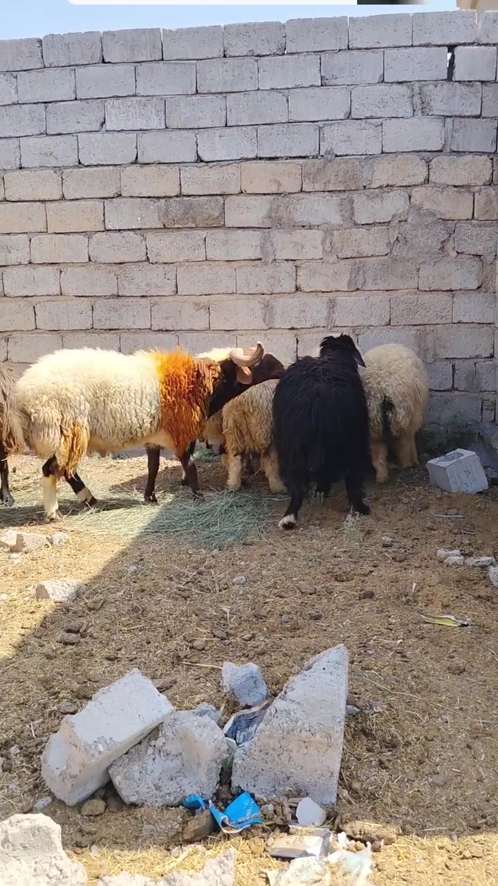 السلام عليكم متاح خمسه وراجين محنيات ونعجه ام رابع عشره ثلث اشهر تغريبن على كل عيب انطيك ناصحات المكان الشرقاط الساحل الايسر قريه اكنيطره رقم الهاتف ***********@@***********
