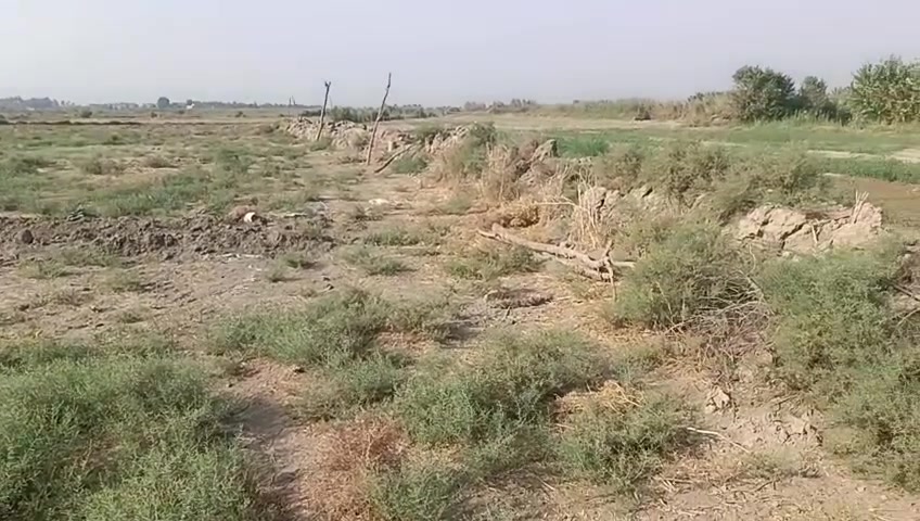 البونايل • شط الديوانية • ٦ دونم