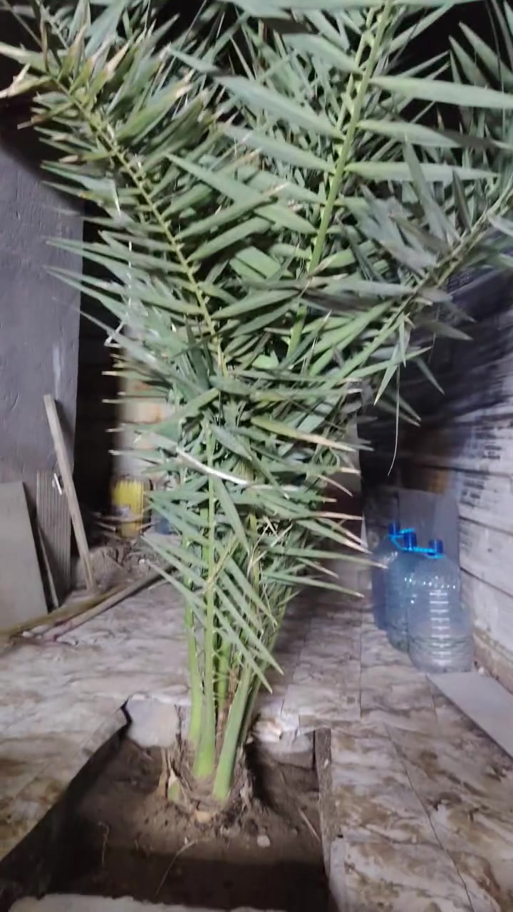 فسيل برحي • مكفول • طريق صحراء