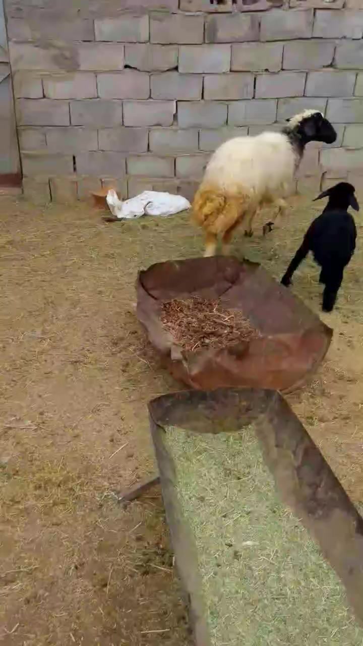 سلام عليكم متاح انعجه رقم واحد نصاحه شرط نصاحه جنيه علا كل عيب سن اوشطر رقم الهاتف ***********

