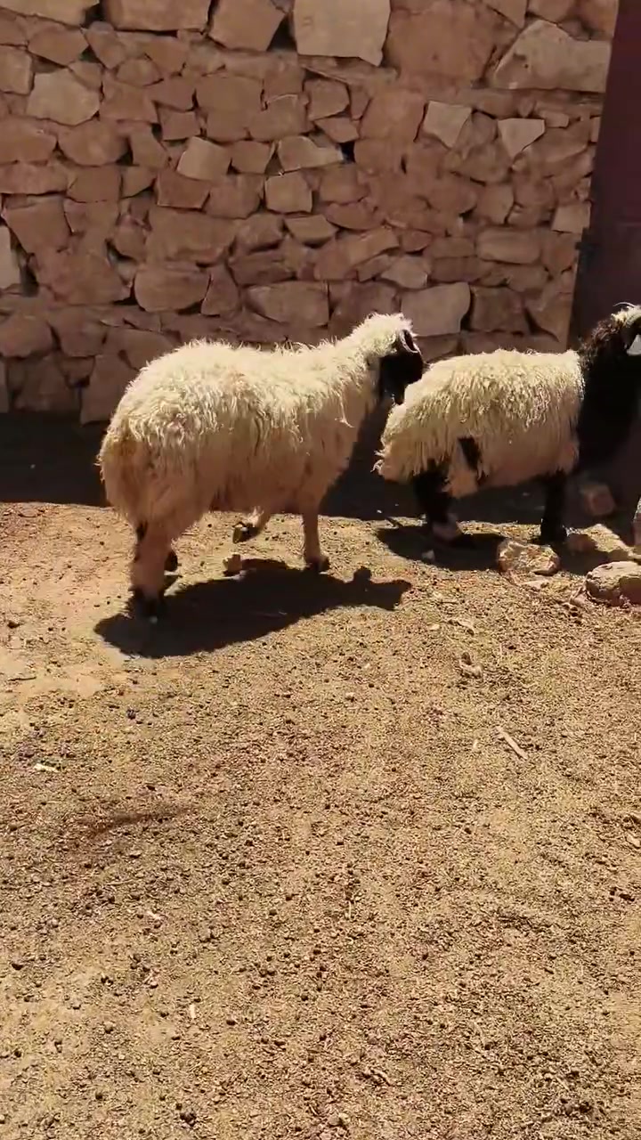 زوج طليان مربوطه جوه علف شعير حنطه خبز شرط يذ تنبشم ترجع شتريد ترهم كصابه فحل كلشي ترهم خشنه وسمن حلوات شرط نصاح سعر خاص مكان بروانه سنجك يوجد توصيل حسب لاتفاق ***********
