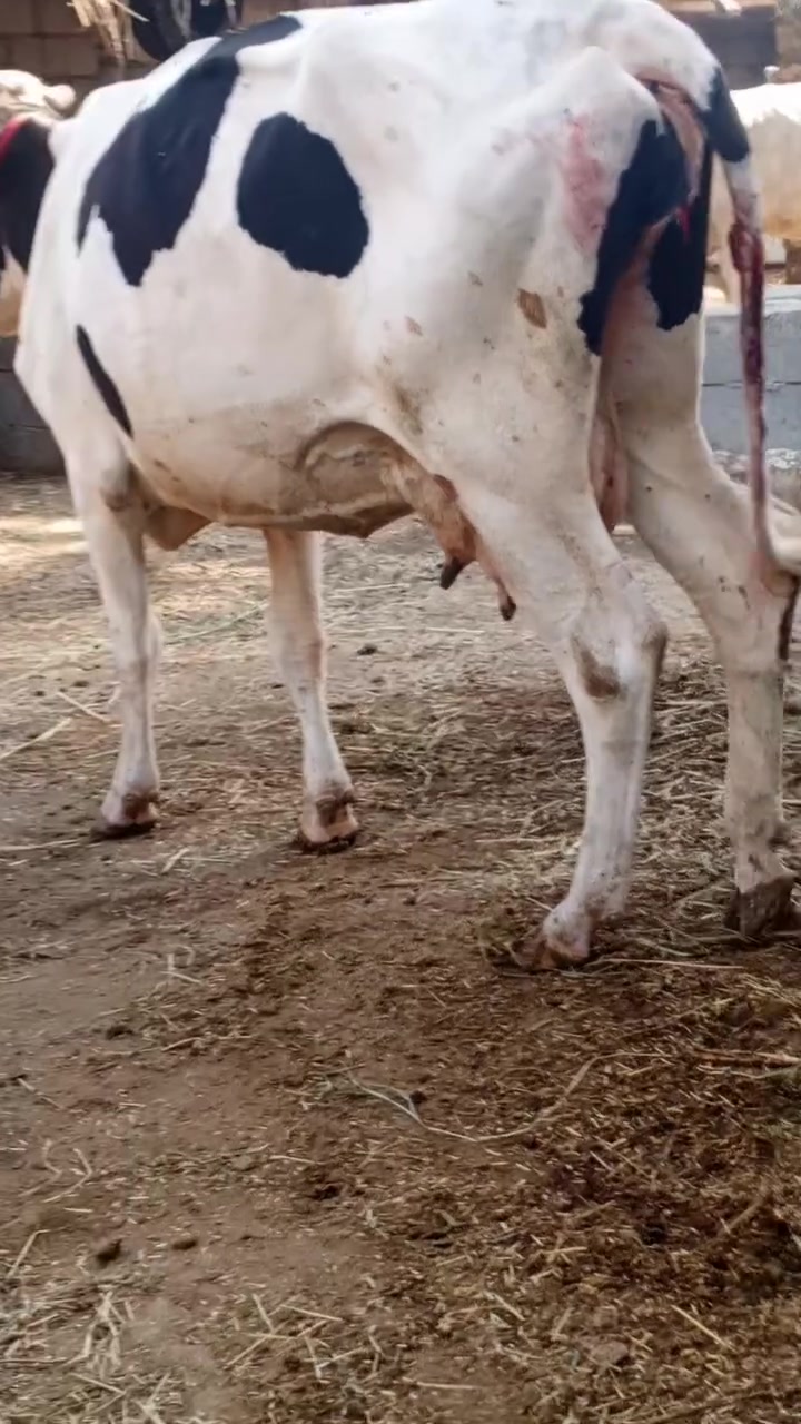 يا الله هايشه ام ثالث بطن وراهى عجل مكفوله على كل عيب عنواني كربلاء عون شارع بغداد دخول كربلاء عمود 276 وهاذى رقمي ***********
