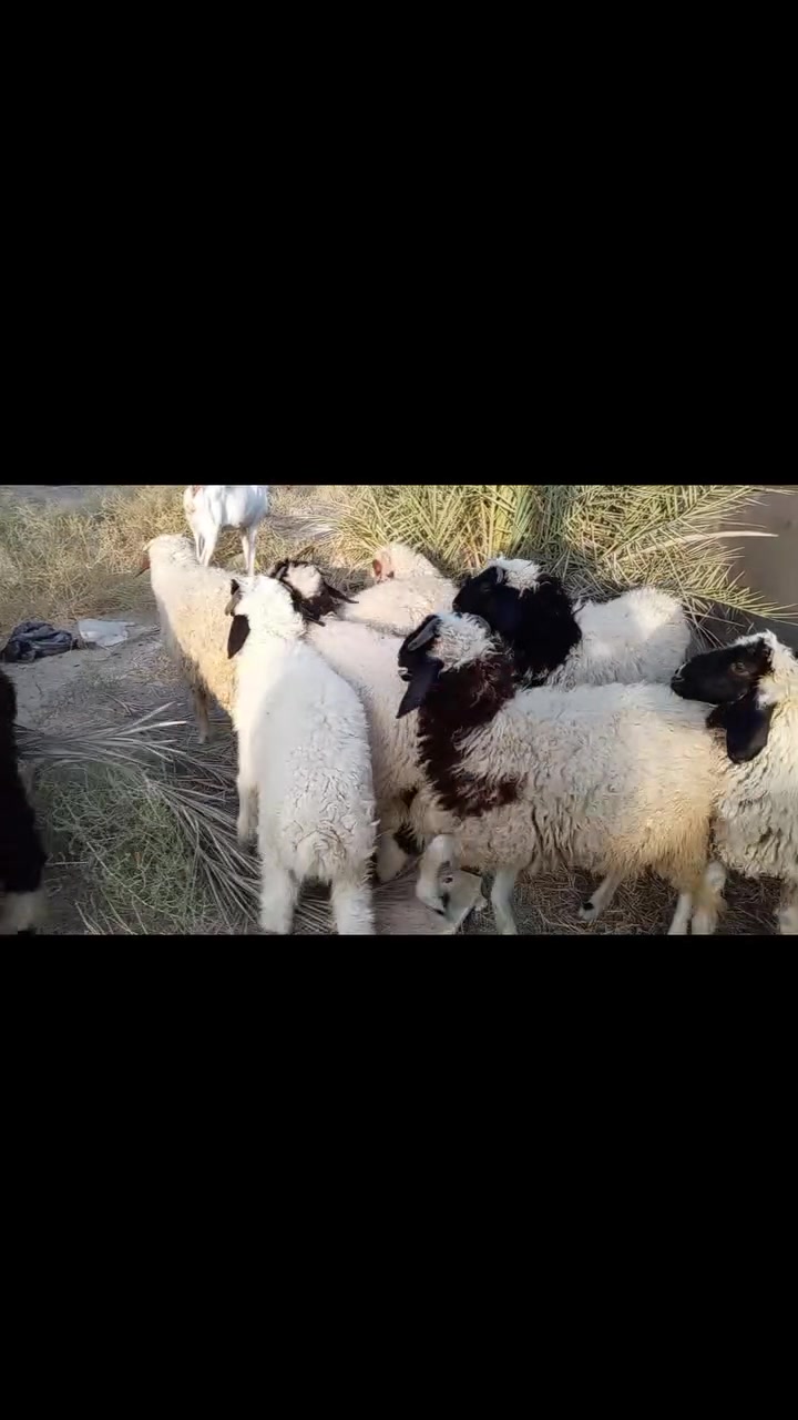 طليان حلوات وخشنات مال كصابه او جني السعر مناسب عنوان كربلاء الحسينيه العطيشي الاتصال *********** وشراي بي خير ويدلل
