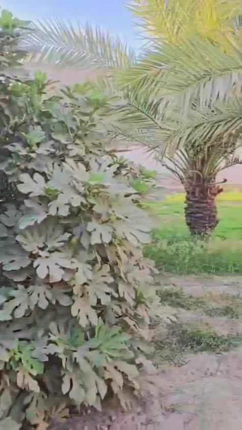 دار للبيع • ١٨٠٠م