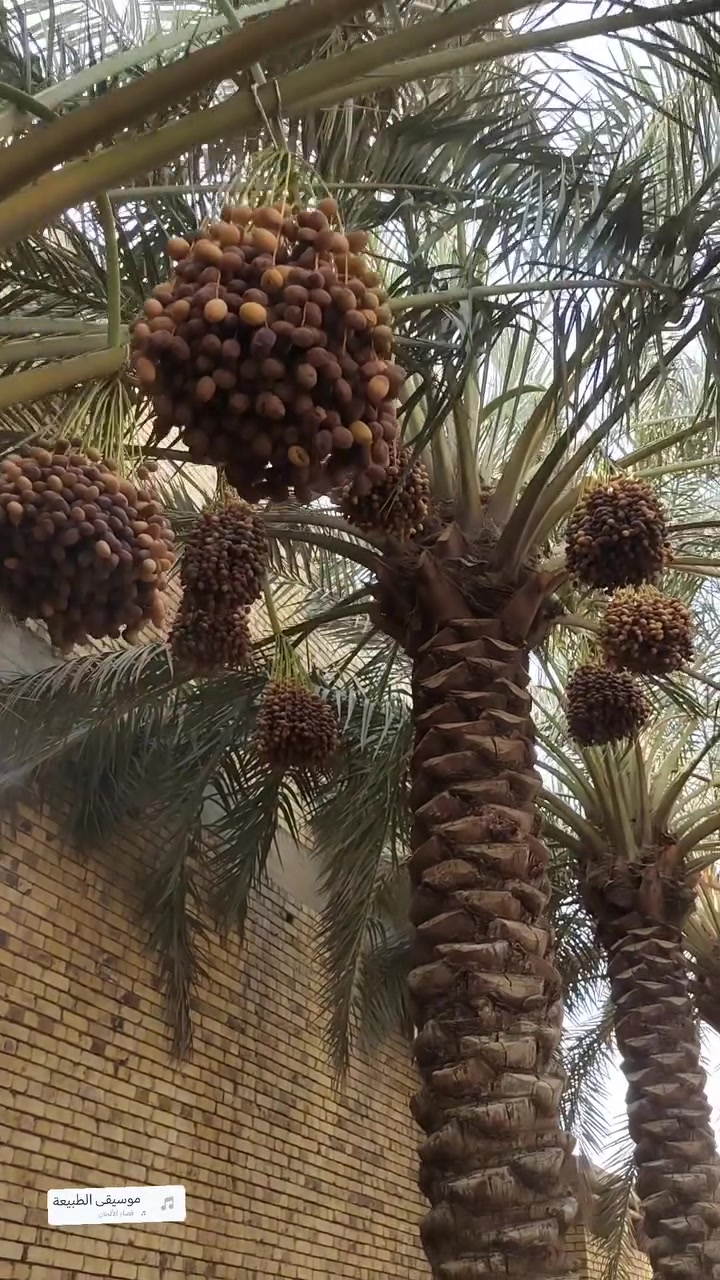 نخلتين برحي • ٨ عثوك • ٥ عثك