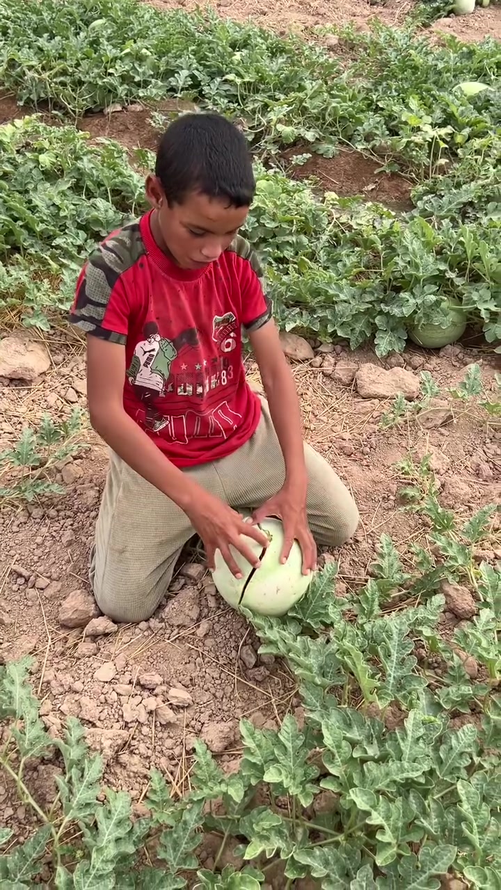 السلام عليكم. ركي البو علي. شرط احمر وشكر. جمله مفرد  الاتصال ع الرقام ***********   ***********

