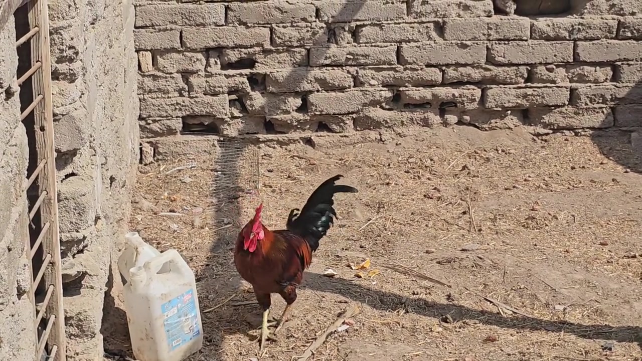 ديج شمسي • ٨ اشهر • البصره القرنه