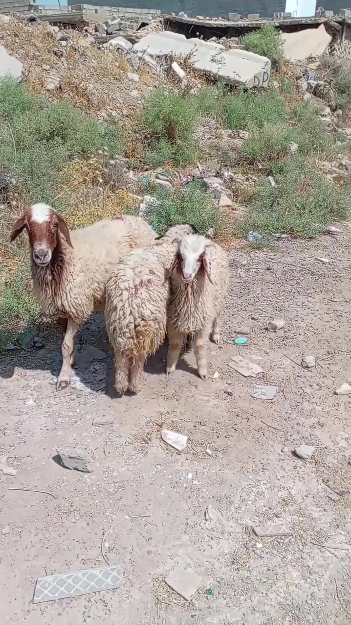 سلام عليكم لبيع نعجه وراها خاروف حانيه شهرين ونص +طلي واحد هم لبيع شرط نصاحه على كل عيب مكفولات من كلشي مكان البيجي حي العصري رقم الهاتف *********** /***********
