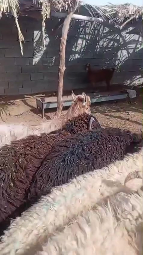 حديثه بروانه سنجك • ٨ طليان • توصيل