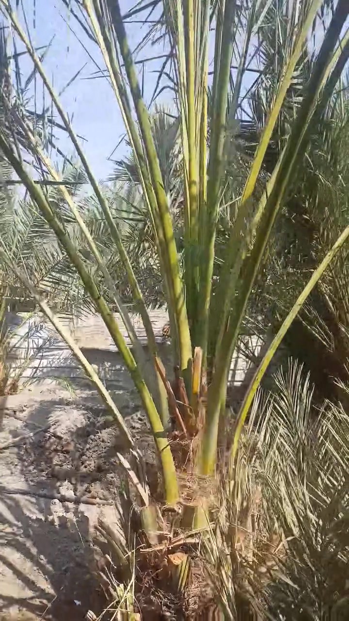 نخلة عجوة المدينة للبيع مكان بصرة مدينة هوير ***********
