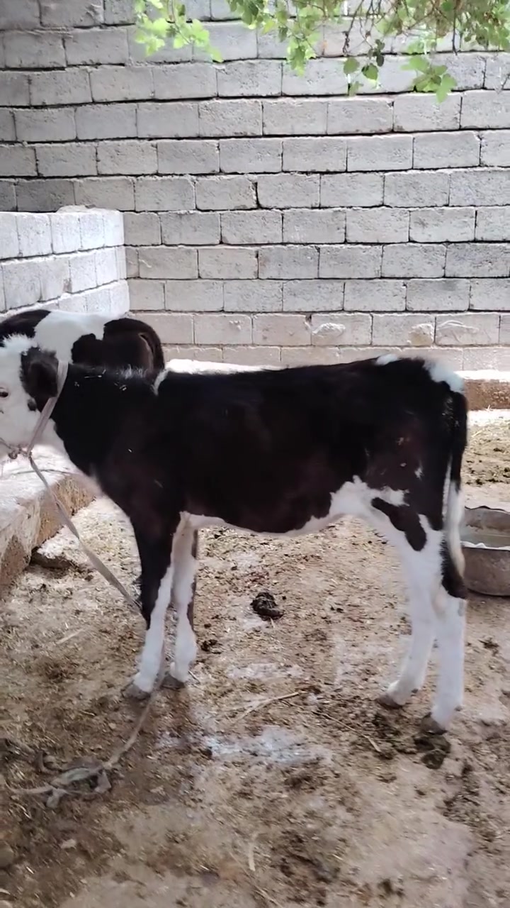 جوز حوليات • توصيل • اسديرة سفلى