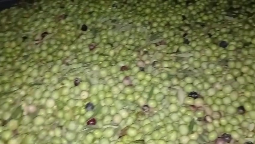 زيتون خستاوي • جملة • مفرد