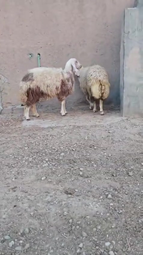 كريشيات • كوت الدجيلي • توصيل