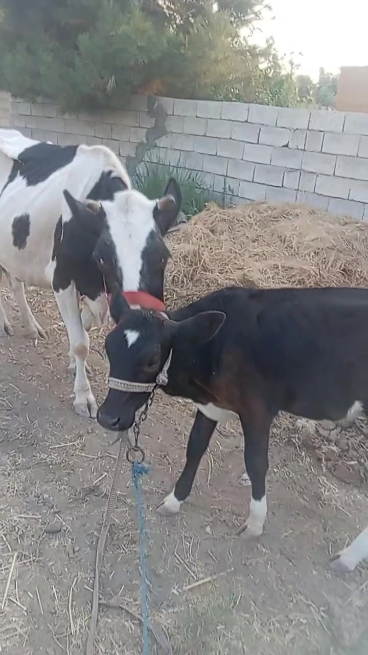 صلي على محمد وآل محمد هاشه كافت شروط جني تفاصيل بل فيديو مكان صلاح الدين دجيل مدخل مطعم ناعور خمس طوير ***********
