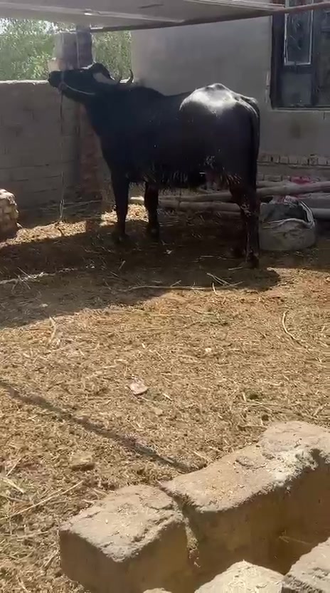 اللهم صل على محمد وال محمد اخوان جاموسه فراتيه امثاله بطن حاطه توها حلوه ونظيفه ومشروطه ومشروطه كافه الشروط للبيع السعر قفل  3,500.    ***********
